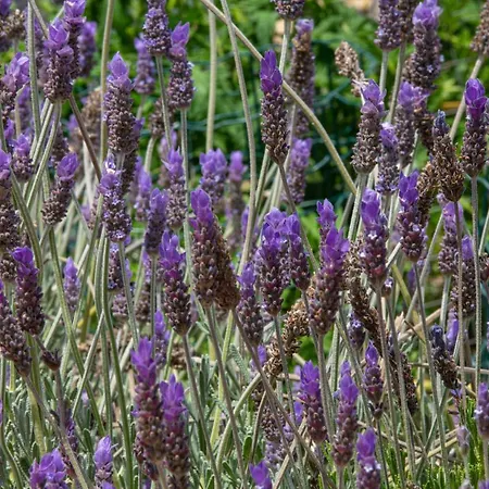 Adonino Residence-the House Of Pomegranates Casa vacanze Lakíthra