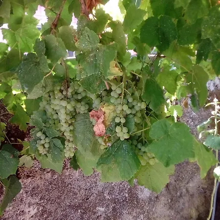 Adonino Residence-the House Of Pomegranates * Lakíthra